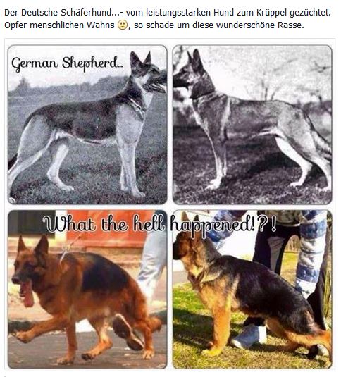 Wie konnte DAS nur passieren.jpg (484 x 535)